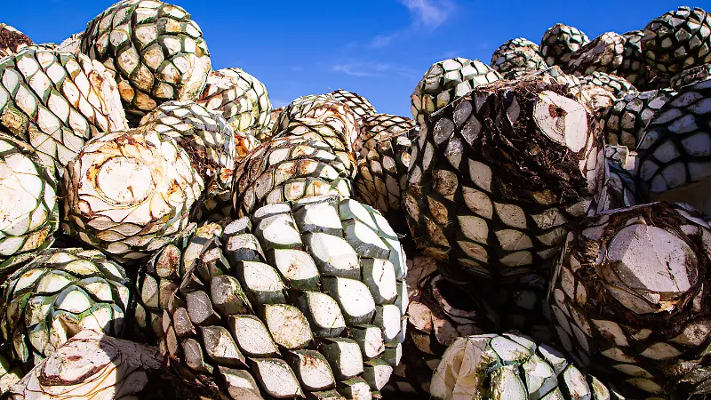 Agave 